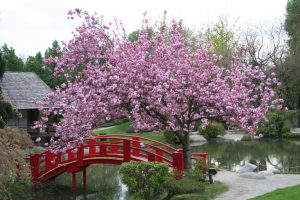 Pont sous un cerisier fleuri