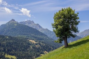 Holz-Drachen 2024